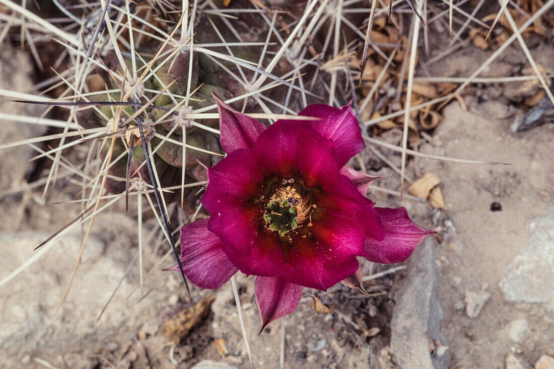 A Strawberry Cactus, Echinocereus stramineus, in bloom in the Chisos Mountains of BIg Bend National Park, Texas.