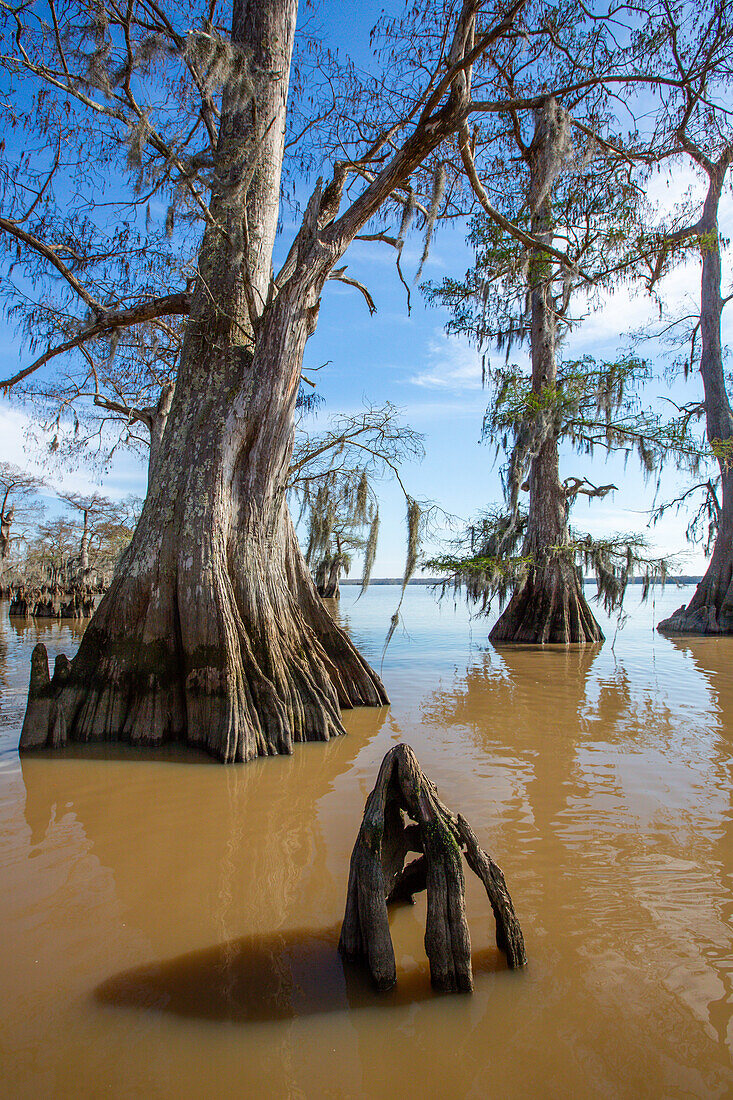 Altgewachsene Sumpfzypressen im Dauterive-See im Atchafalaya-Becken oder -Sumpf in Louisiana