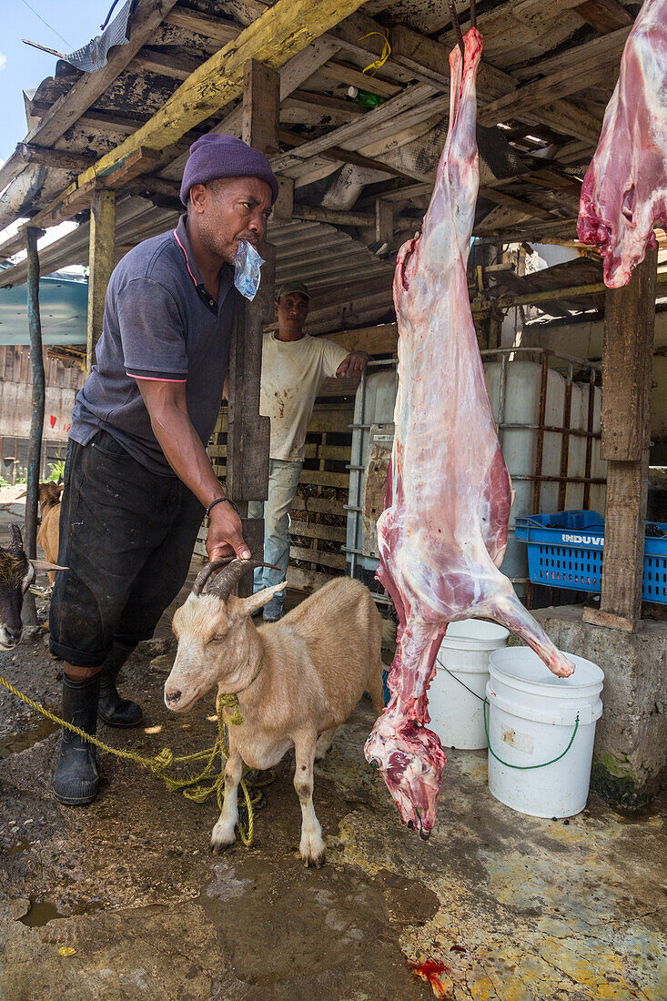 Ziegen warten am Straßenrand in der Dominikanischen Republik darauf, geschlachtet und zum Verkauf aufgehängt zu werden. Im Hintergrund sieht man die geschlachteten Kadaver hängen. Ziegenfleisch, oder Chivo, ist dort ein sehr beliebtes Gericht