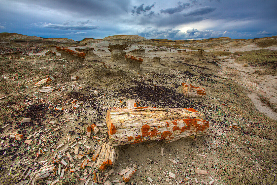 Mini-hoodoos and colorful chips & logs of petrified wood in clay hills of the badlands of the San Juan Basin in New Mexico.