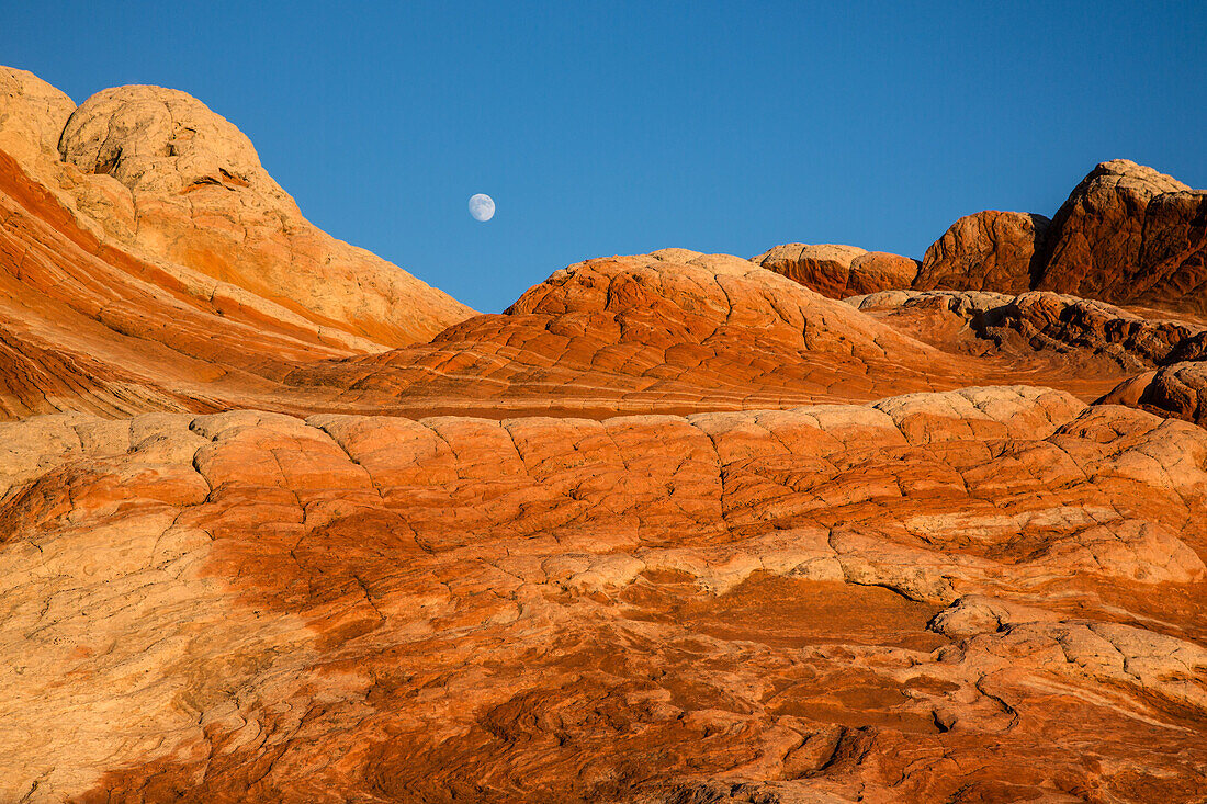 Mondaufgang mit goldenem Abendlicht auf dem Brain Rock in der White Pocket Recreation Area, Vermilion Cliffs National Monument, Arizona. Auch bekannt als Pillow Rock, eine Form des Navajo-Sandsteins