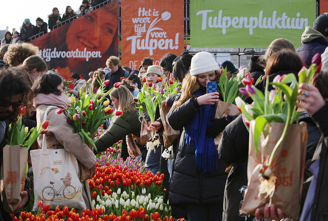 Tausende von Menschen pflückten am 20. Januar 2024 in Amsterdam, Niederlande, während des nationalen Tulpentages auf dem Museumsplatz in der Nähe des Rijskmuseums kostenlos Tulpen. Der heutige Tag markiert den offiziellen Beginn der Tulpensaison mit einem speziellen Tulpengarten, in dem die Menschen kostenlos Tulpen pflücken können. In diesem Jahr wird der 12. Jahrestag des von den niederländischen Tulpenzüchtern organisierten Pflückgartens besonders gefeiert. Der Amsterdamer Museumsplatz ist mit rund 200.000 Tulpen gefüllt. Diese Tulpen werden speziell zu einem riesigen temporären Garten arra
