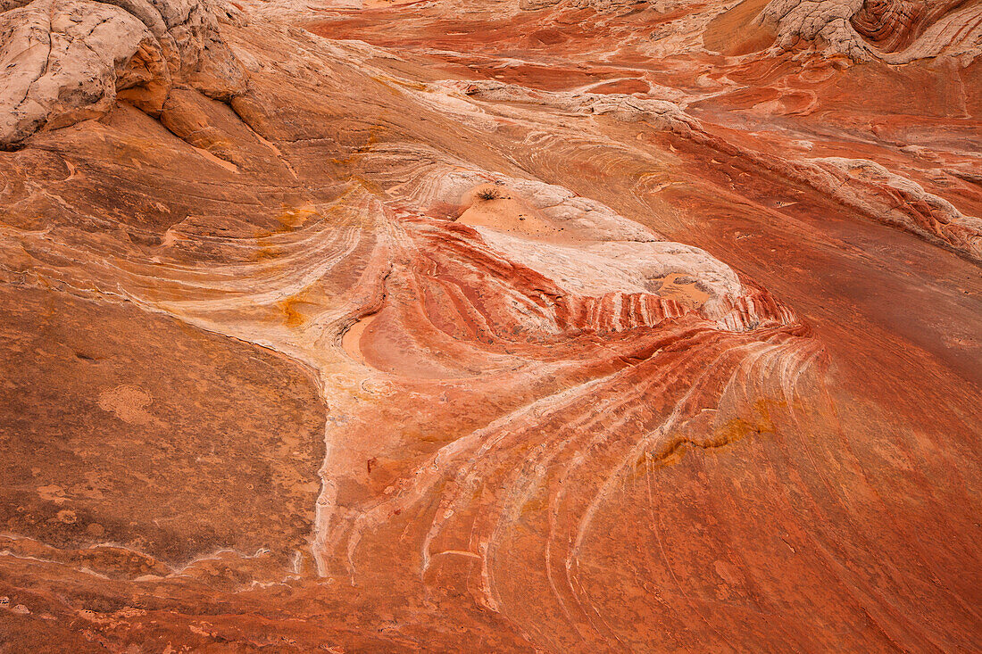 Eroded Navajo sandstone formations in the White Pocket Recreation Area, Vermilion Cliffs National Monument, Arizona.