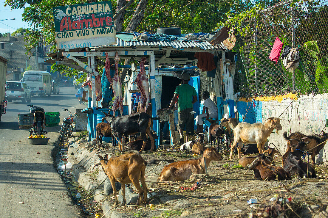 Goats awaiting being butchered and strung up for sale on a roadside in the Dominican Republic. Butchered carcasses can be seen hanging in the background. Goat, or chivo, is a very popular dish there.