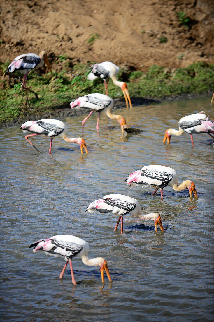 Painted storks (Mycteria leucocephala) in the water. Udawalawe National Park, on the boundary of Sabaragamuwa and Uva Provinces, in Sri Lanka.