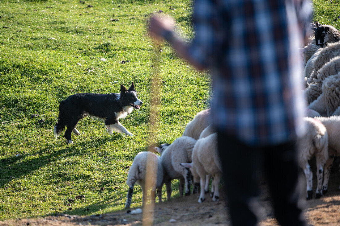 Sheepdog demonstration in Hawes England