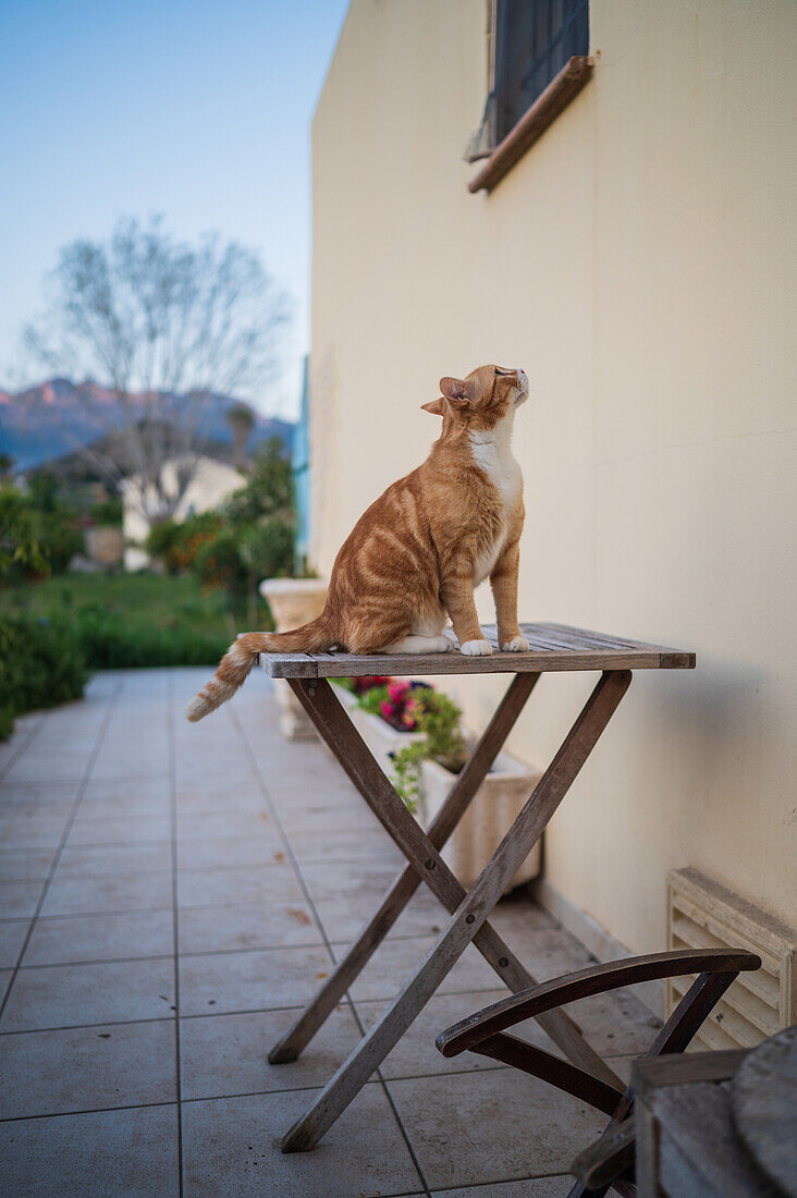 Young cat on backyard table