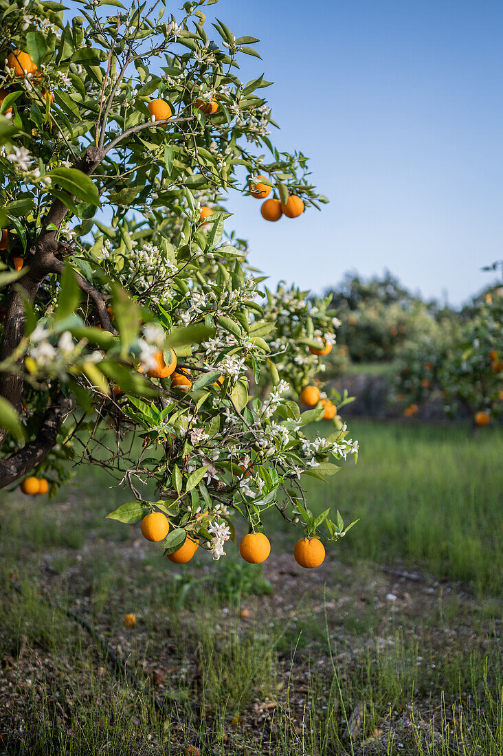 Orange tree fields in rural area of Altea, Alicante, Spain