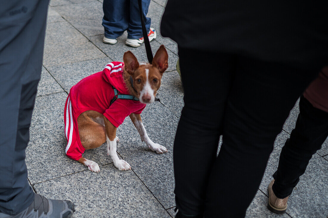 Thousands of people demonstrate in Spain to demand an end to hunting with dogs, Zaragoza, Spain