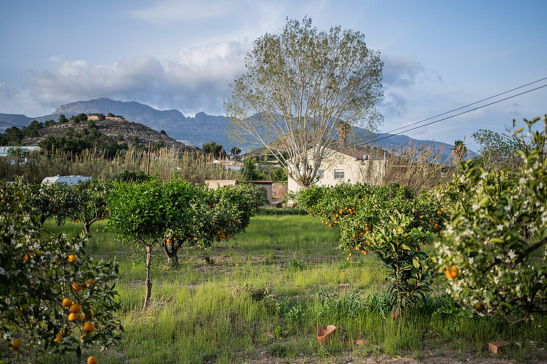 Orange tree fields in rural area of Altea, Alicante, Spain