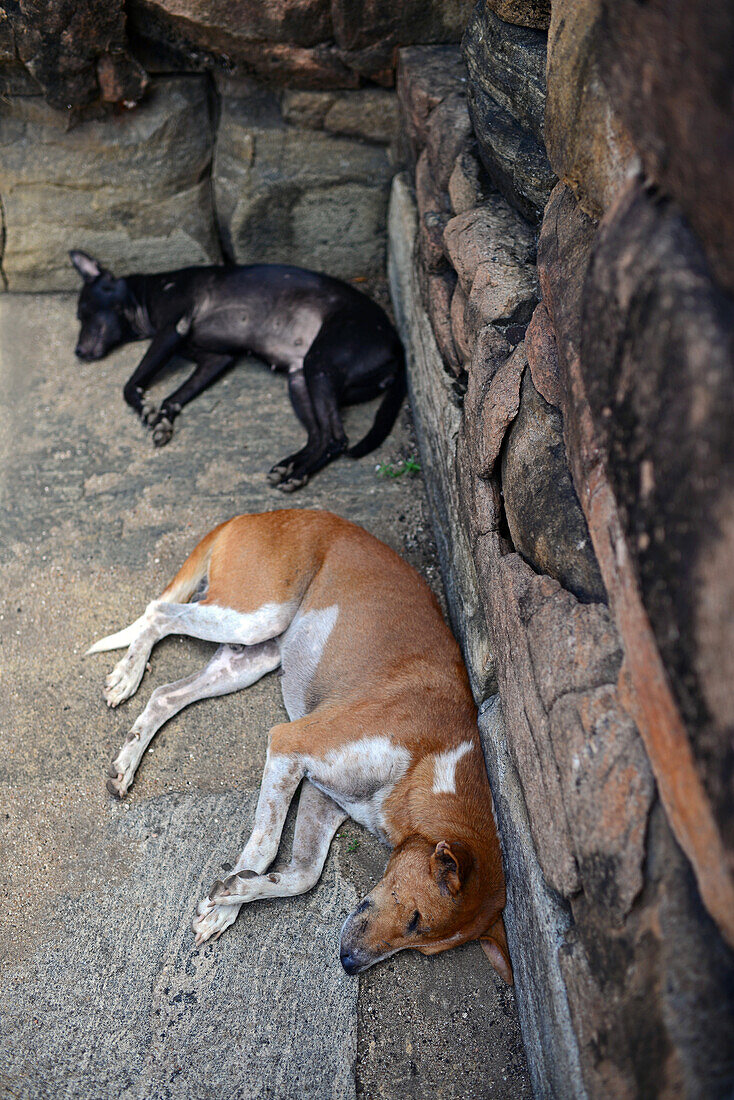 Straßenhunde schlafen in der antiken Stadt Polonnaruwa, Sri Lanka
