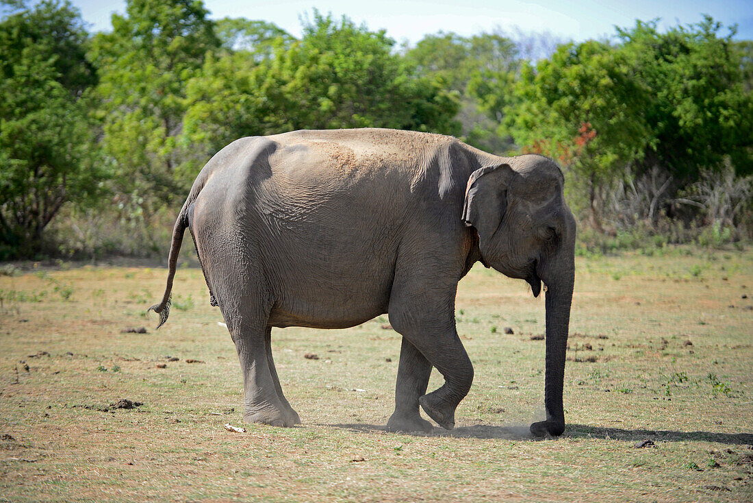 Sri Lankischer Elefant (Elephas maximus maximus) im Udawalawe-Nationalpark, an der Grenze zwischen den Provinzen Sabaragamuwa und Uva, in Sri Lanka