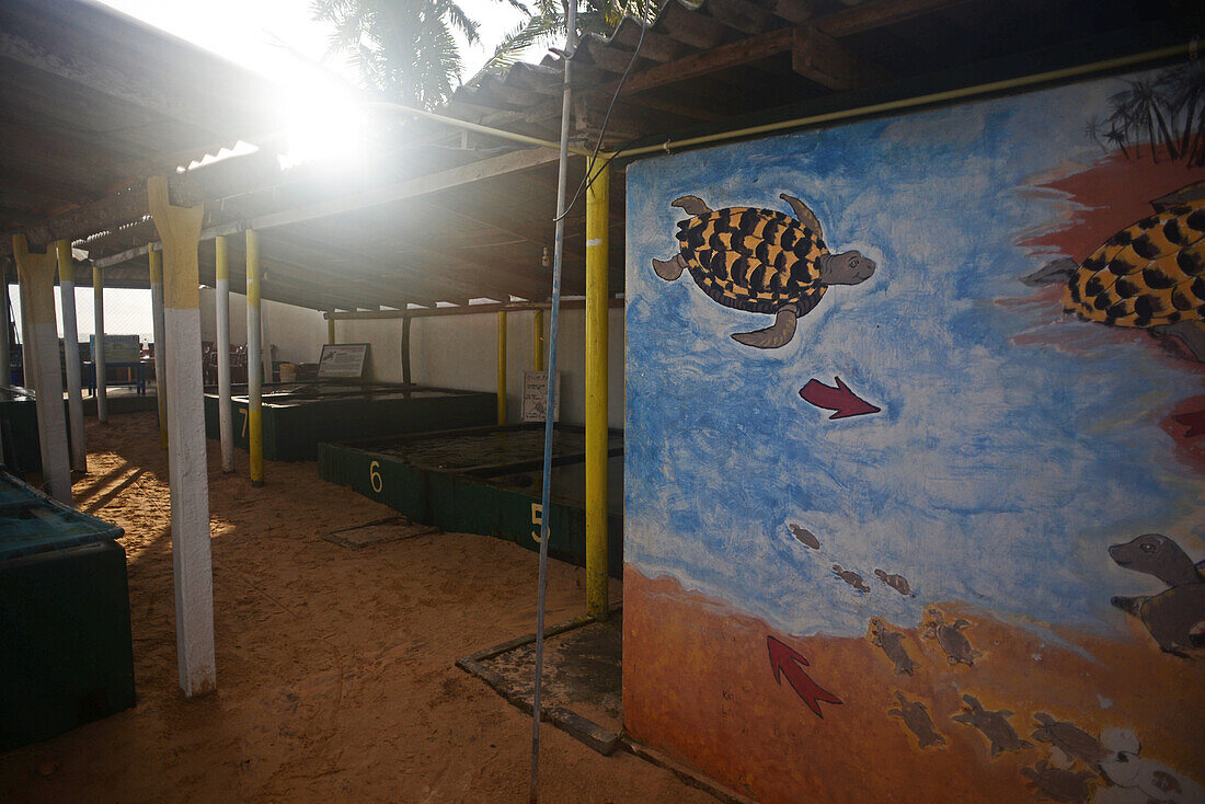 Sea Turtle Hatchery and Rescue Center founded by B.K. Ariyapala in Paraliya, Sri Lanka