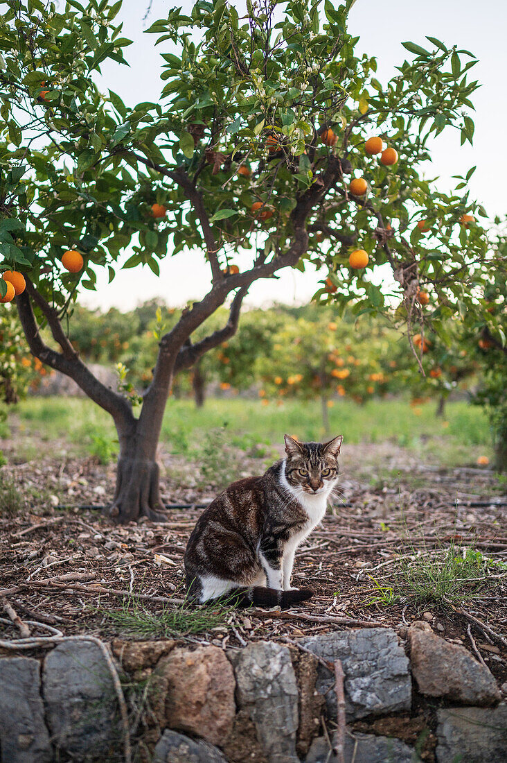 Cat and Orange tree fields in rural area of Altea, Alicante, Spain