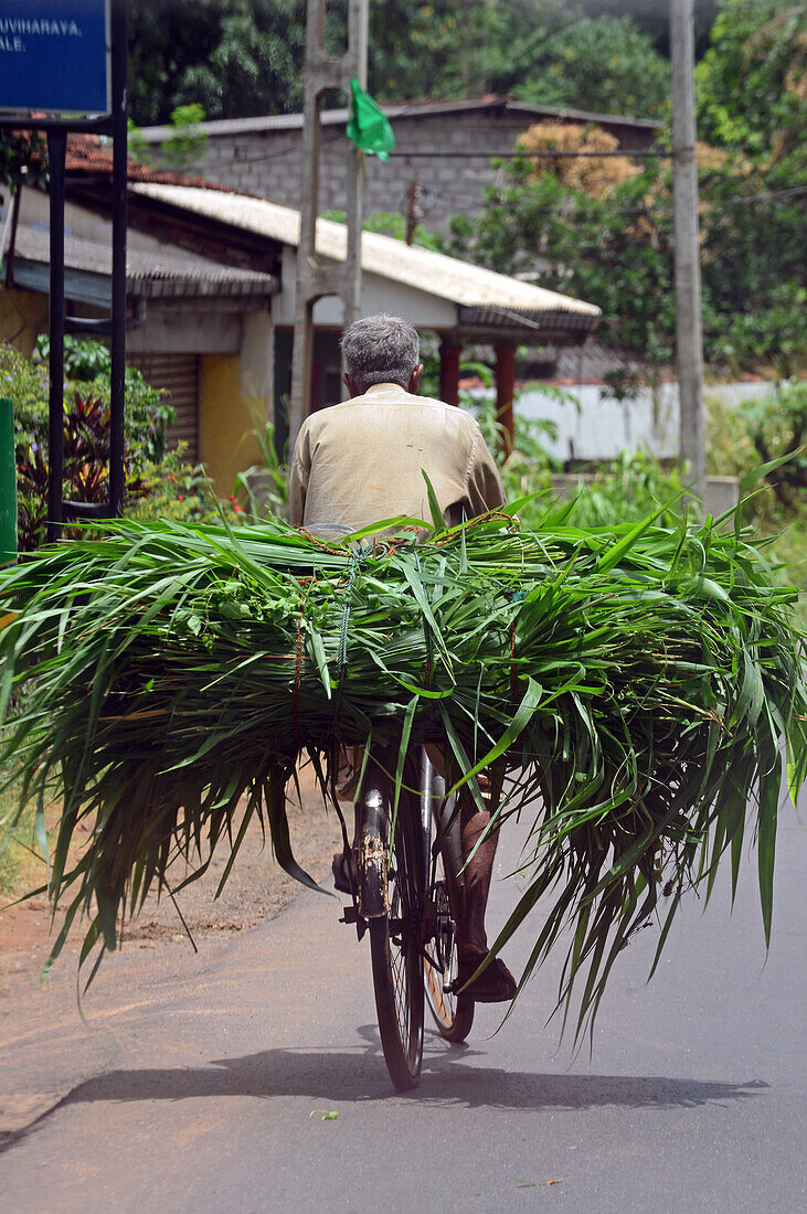 Älterer Mann trägt Pflanzenblätter auf dem Fahrrad, Matale, Sri Lanka