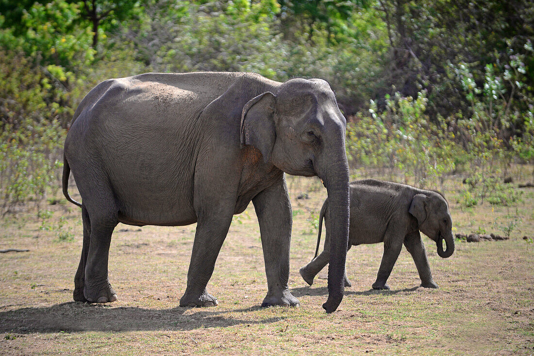 Sri Lankan elephant (Elephas maximus maximus) in Udawalawe National Park, on the boundary of Sabaragamuwa and Uva Provinces, in Sri Lanka.
