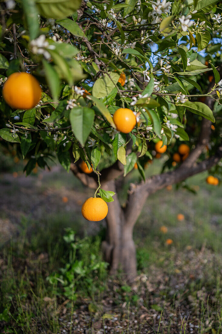 Orangenbaumfelder in einer ländlichen Gegend von Altea, Alicante, Spanien