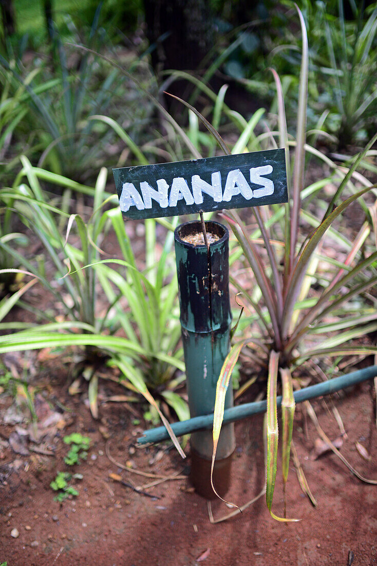 Gewürzgarten in Sri Lanka