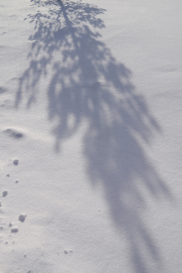 Winter landscape in Kakslauttanen Arctic Resort, Saariselka, Finland