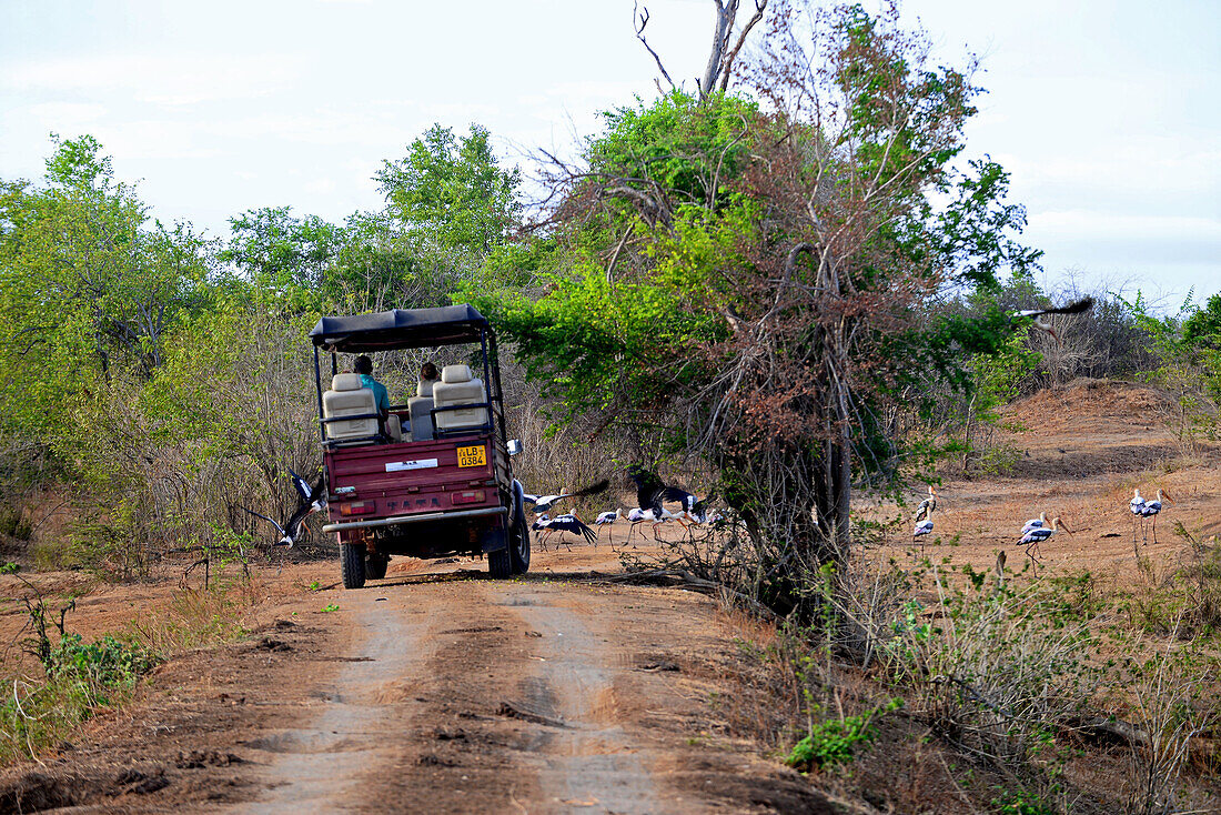 Safari jeep and painted storks (Mycteria leucocephala) in Udawalawe National Park, on the boundary of Sabaragamuwa and Uva Provinces, in Sri Lanka.