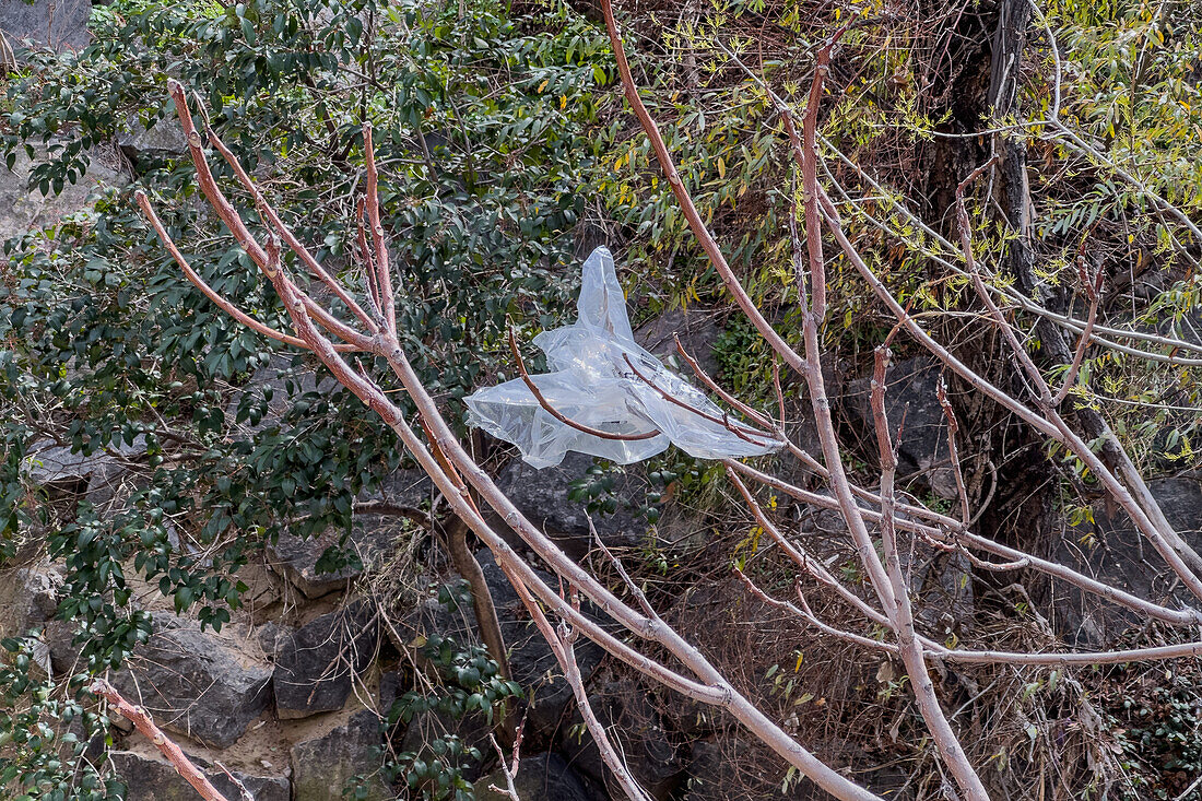 Plastic bag on tree