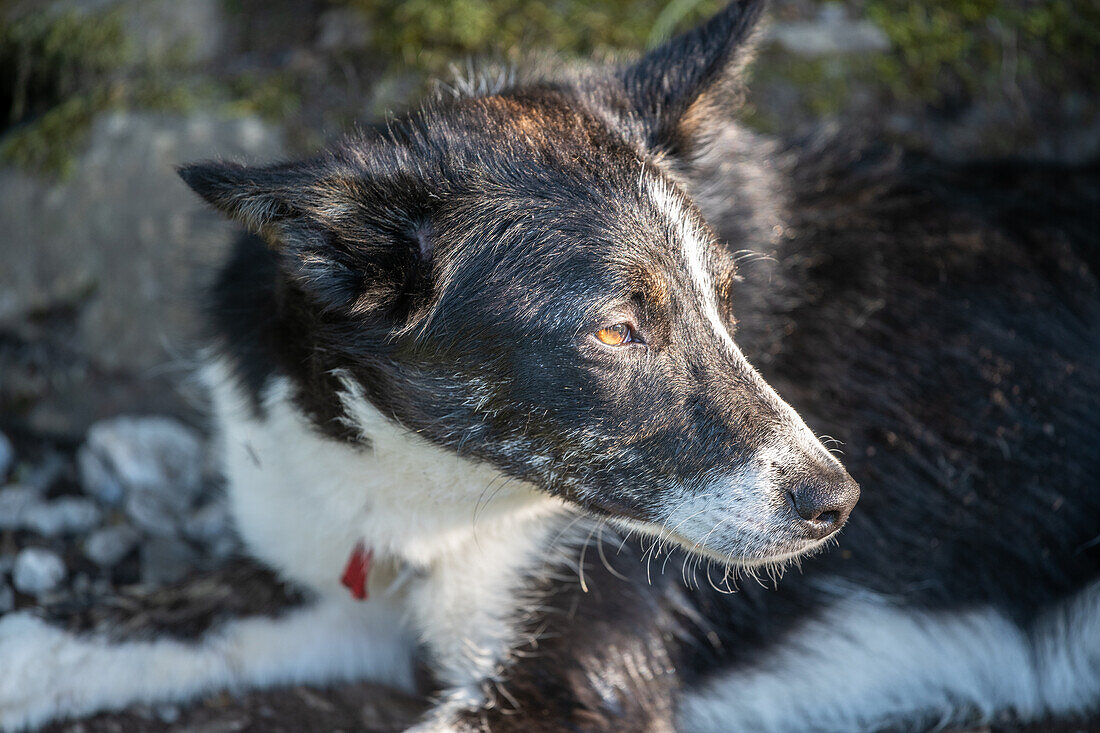 Border Collie Hund in England, Nahaufnahme