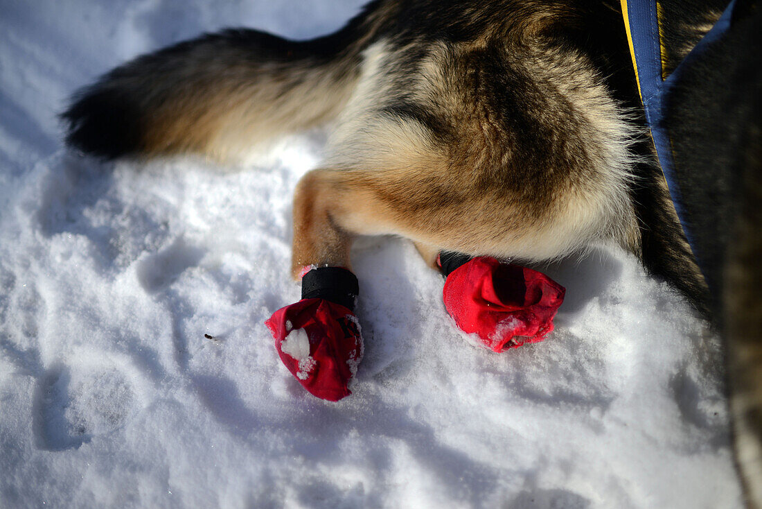 Husky-Schlittentour durch die Taiga mit Bearhillhusky in Rovaniemi, Lappland, Finnland, in der Wildnis