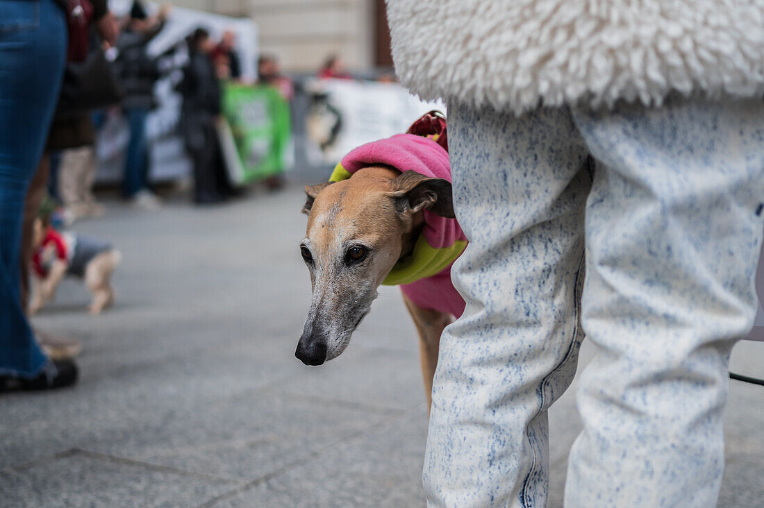 Thousands of people demonstrate in Spain to demand an end to hunting with dogs, Zaragoza, Spain