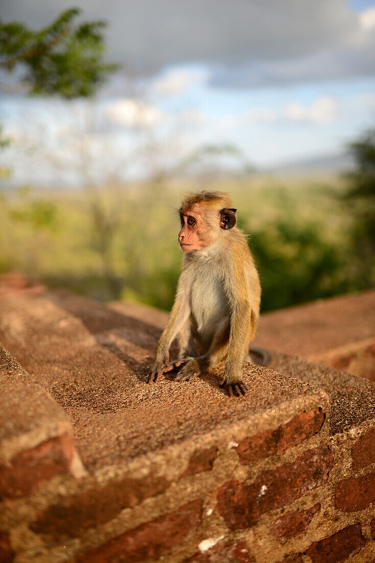 Toque-Makake-Affe (Macaca sinica) an einer Wand in Sigiriya, Sri Lanka