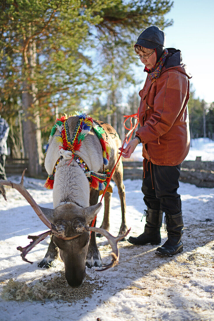 In the Reindeer farm of Tuula Airamo, a S?mi descendant, by Muttus Lake. Inari, Lapland, Finland