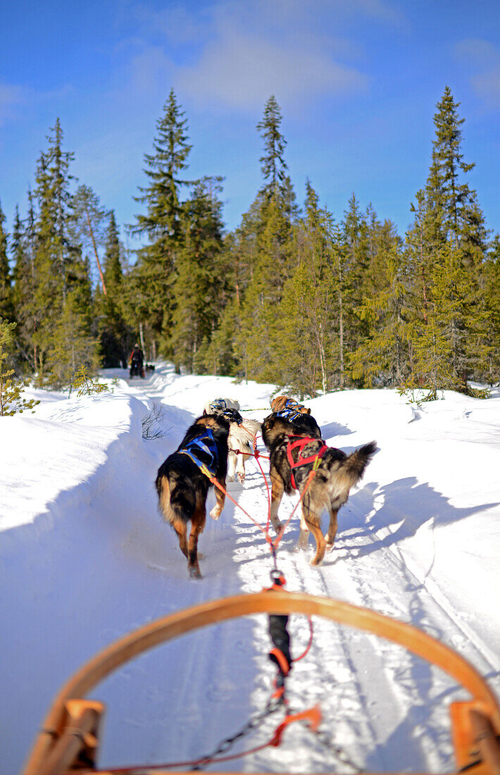 Husky-Schlittentour durch die Taiga mit Bearhillhusky in Rovaniemi, Lappland, Finnland, in der Wildnis
