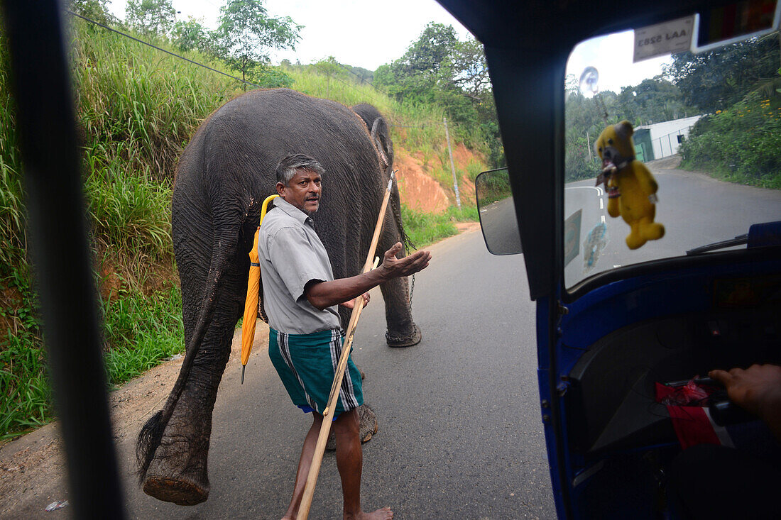 Mahout and elephant walking on the road, view from inside a tuk tuk, Sri Lanka