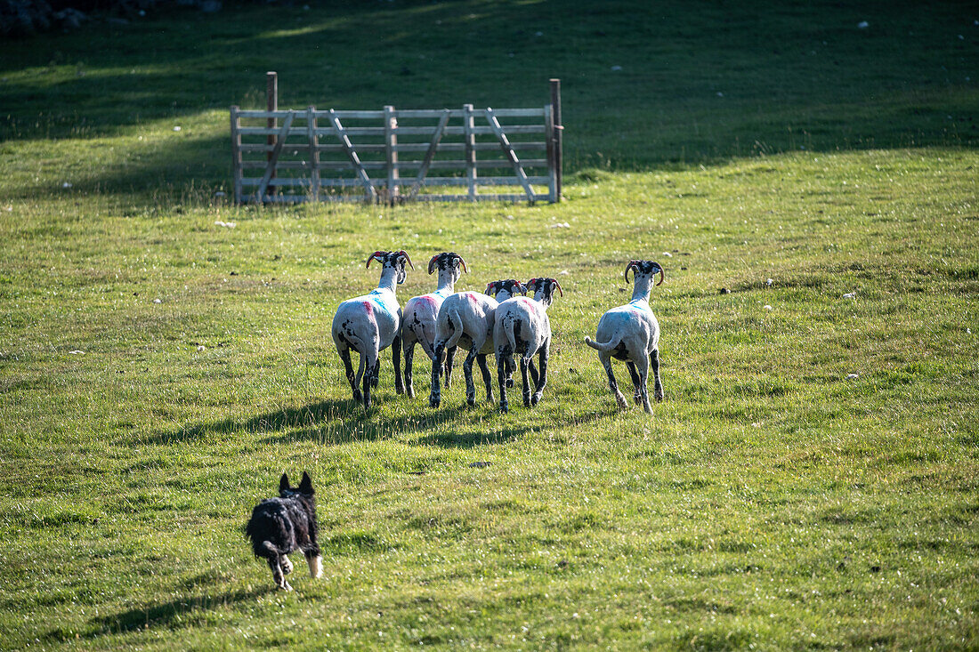 Schafhundvorführung in Hawes, England