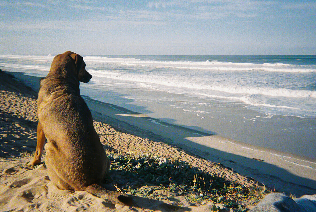Analoges Porträt eines Hundes, der am Strand auf den Horizont schaut, Portugal