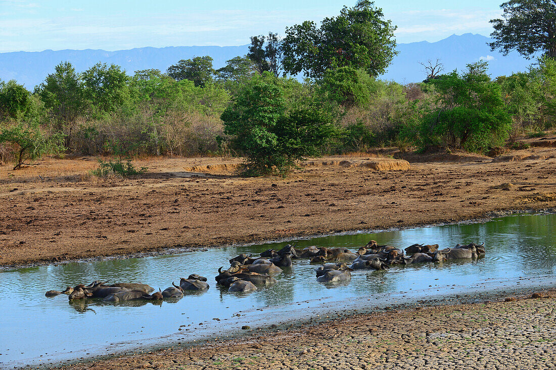 Gruppe wilder Wasserbüffel (Bubalus arnee) im Udawalawe-Nationalpark, an der Grenze zwischen den Provinzen Sabaragamuwa und Uva, Sri Lanka