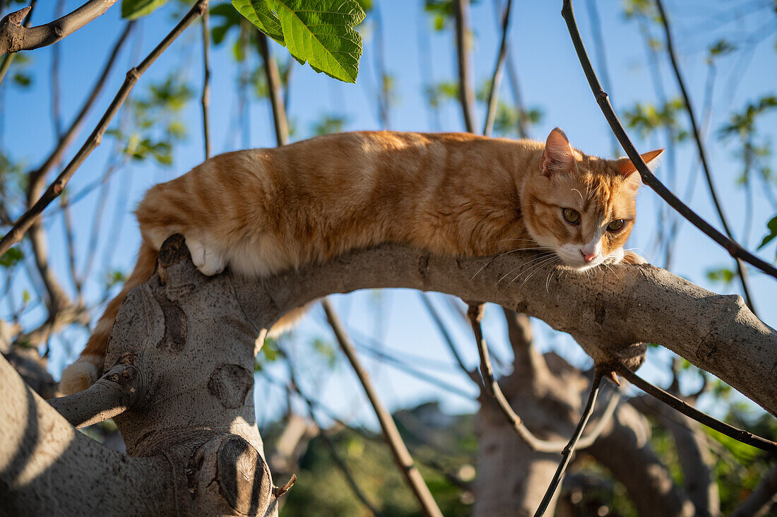 Cat on tree branch in rural house backyard