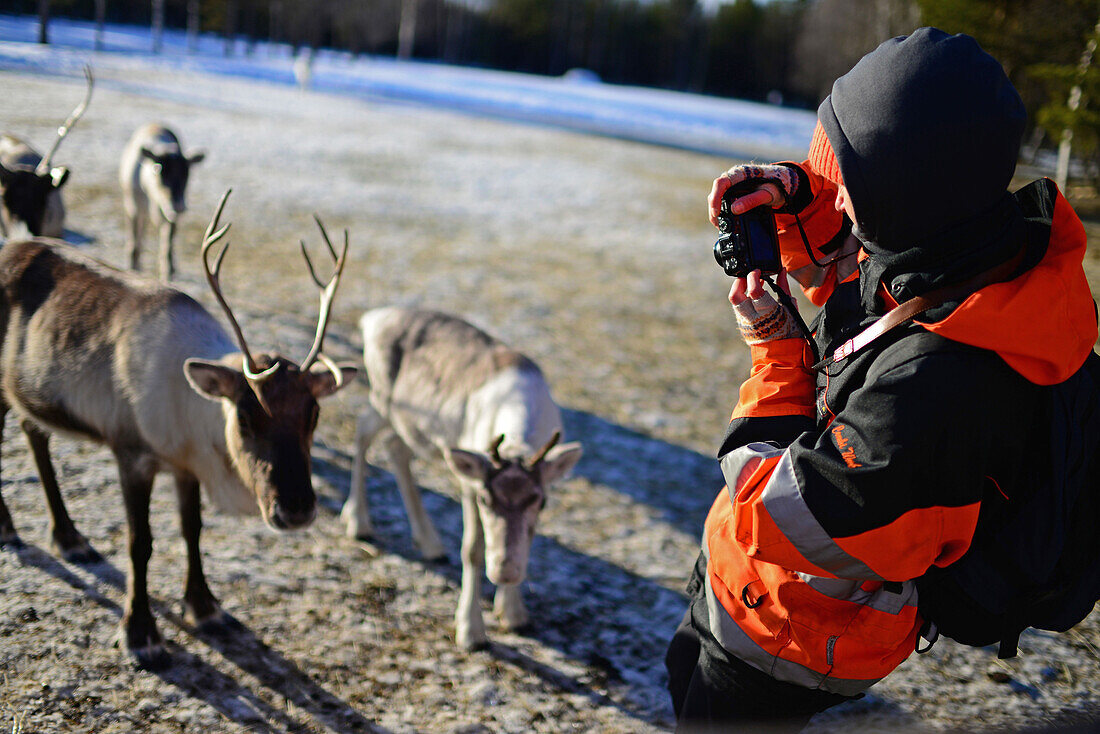 Young woman takes photo of reindeer herd. In the Reindeer farm of Tuula Airamo, a S?mi descendant, by Muttus Lake. Inari, Lapland, Finland