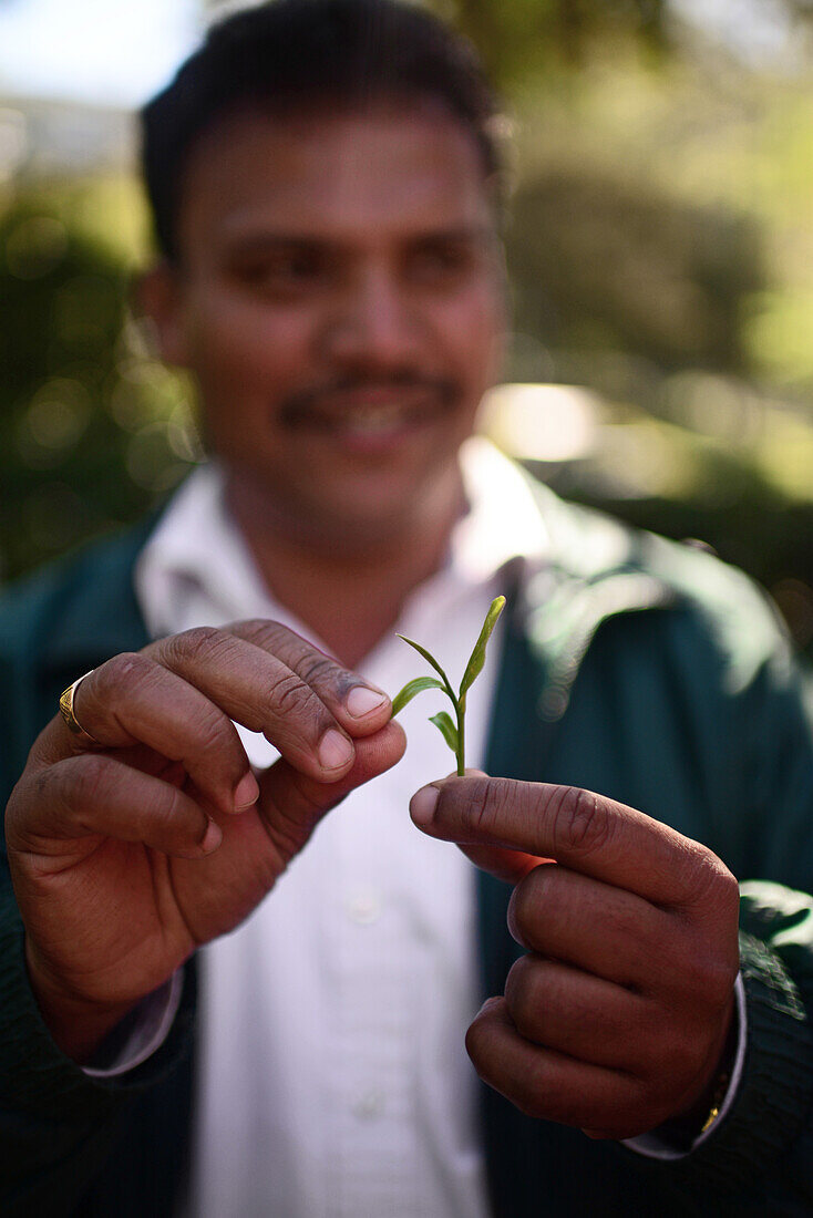 Guide shows tea leaf at Mackwoods Labookellie Tea Centre, Nuwara Eliya, Sri Lanka