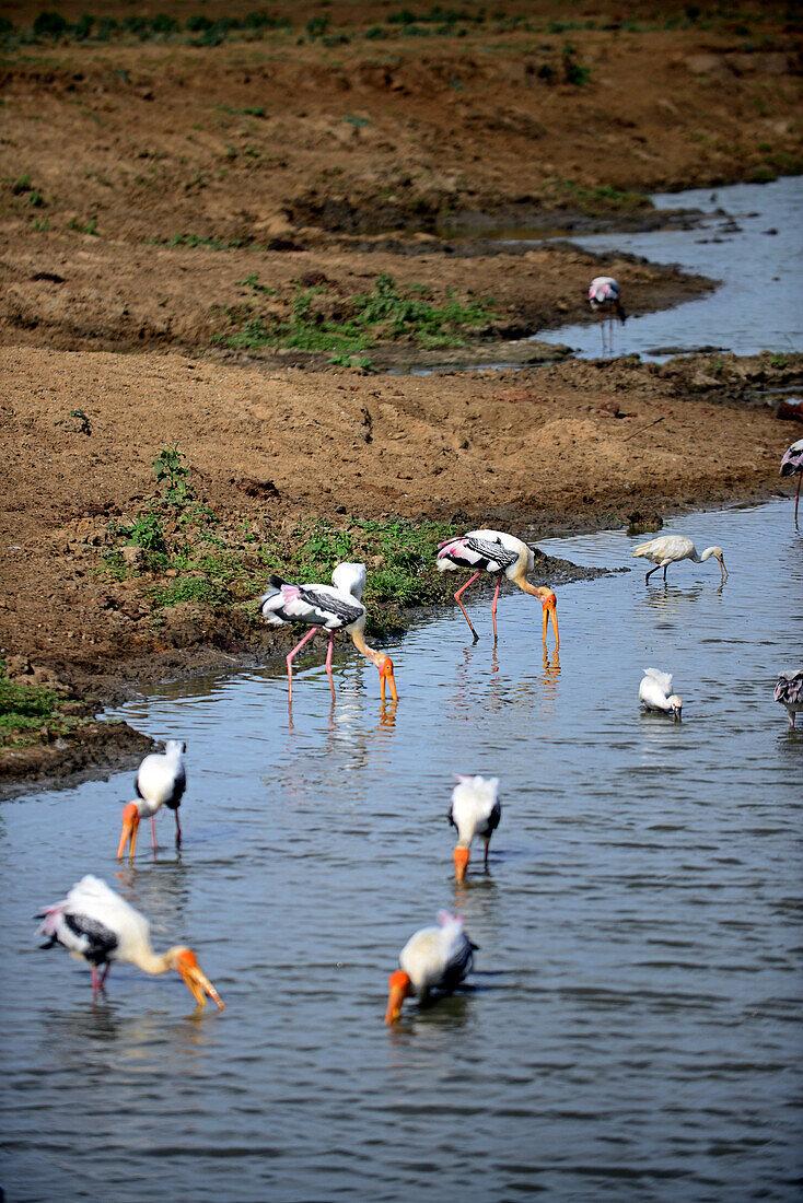 Gemalte Störche (Mycteria leucocephala) im Wasser. Udawalawe-Nationalpark, an der Grenze zwischen den Provinzen Sabaragamuwa und Uva in Sri Lanka