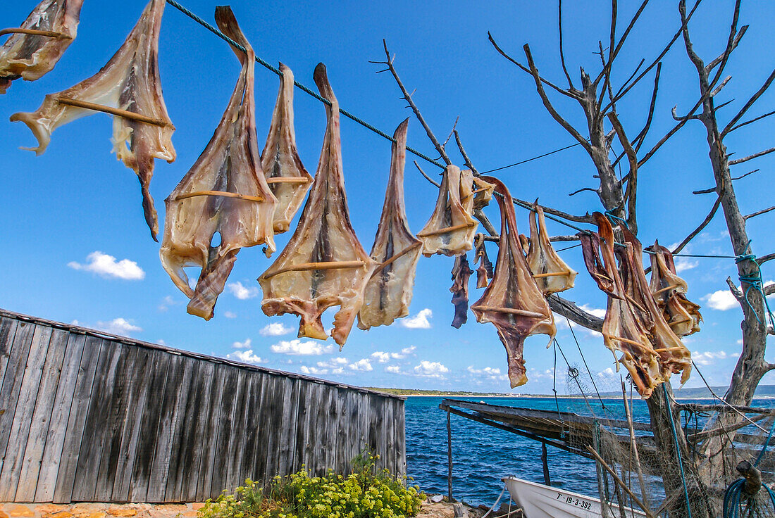 Formenteras Trockenfisch - Peix Sec de Formentera, in Torrent de Sealga. Nach traditioneller Methode werden die lokalen Rochenarten in der Sonne und im Wind getrocknet, aufgehängt an einem lokalen Baum namens sabina" (Juniperus phoenicea turbinata)"