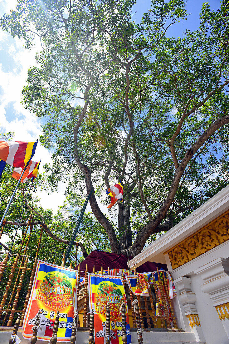 The Sri Maha Bodhi Temple in Anuradhapura. The Sri Maha Bodhi is said to the oldest and longest-surviving tree in the world, which grew from a branch taken from the bodhi tree in Bodh Gaya, India, where Siddhartha Gautama attained enlightenment.