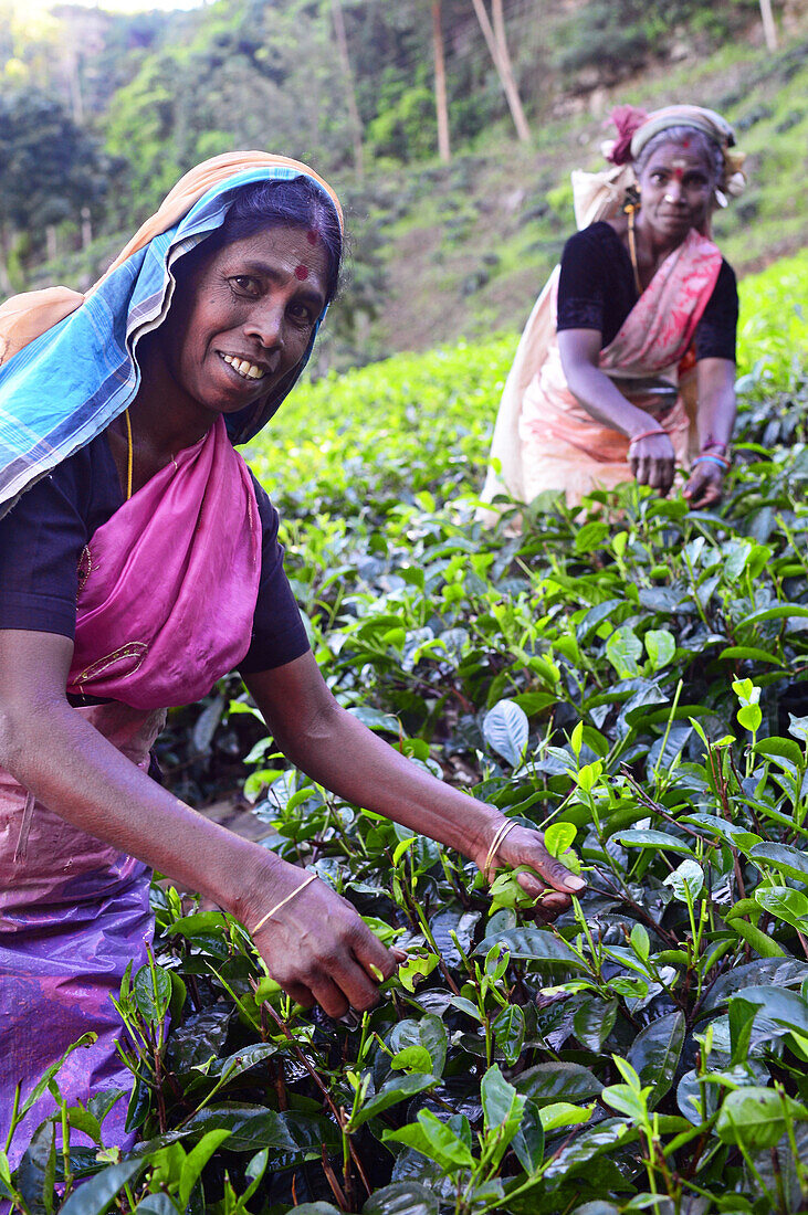 Arbeiterinnen auf einer Teeplantage sammeln die obersten Schichten der Blätter und die zartesten Triebe für die Herstellung von weißem und grünem Ceylon-Tee