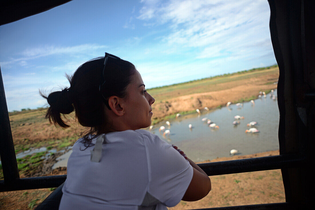 Young woman in safari jeep watching painted storks (Mycteria leucocephala) in the water. Udawalawe National Park, on the boundary of Sabaragamuwa and Uva Provinces, in Sri Lanka.