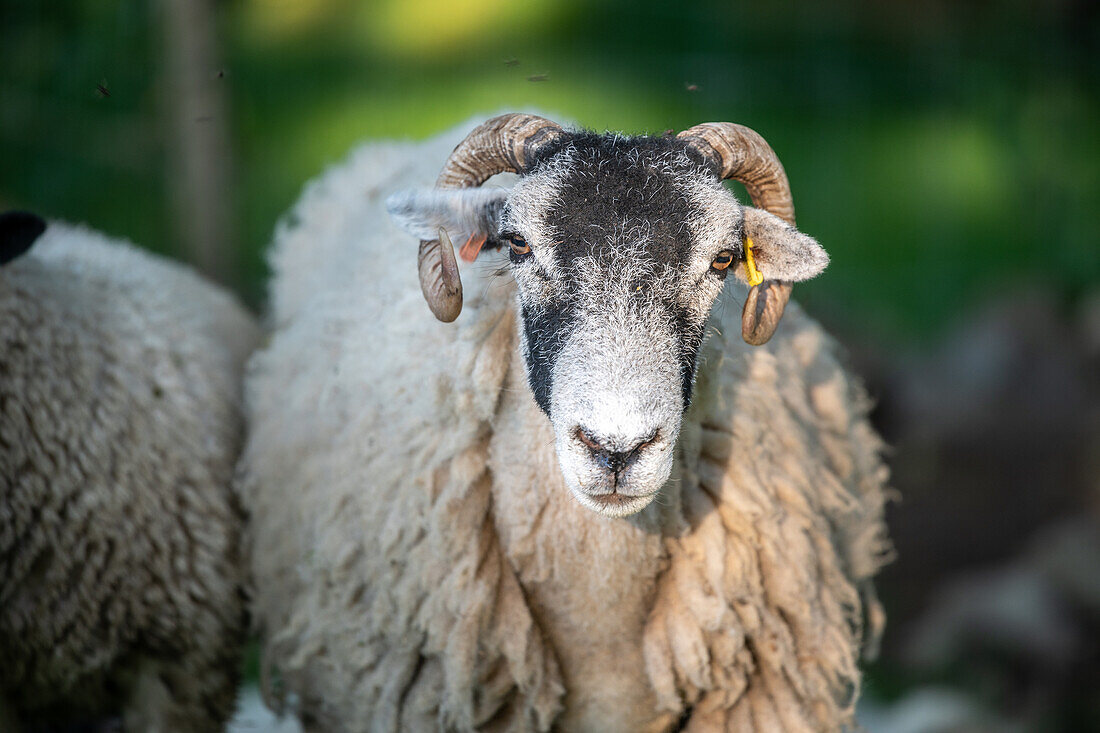 Swaledale-Schafe posieren auf einem Feld in Yorkshire, England