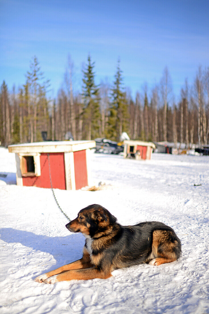 Husky-Schlittentour durch die Taiga mit Bearhillhusky in Rovaniemi, Lappland, Finnland, in der Wildnis