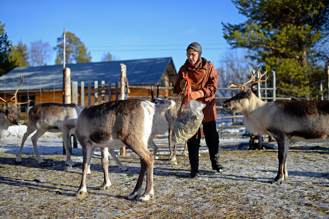 Auf der Rentierfarm von Tuula Airamo, einem Nachfahren der S?mi, am Muttus-See. Inari, Lappland, Finnland