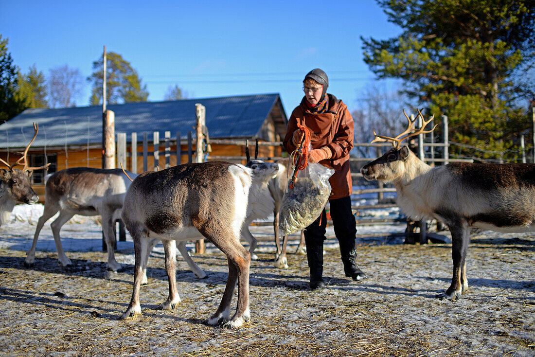 In the Reindeer farm of Tuula Airamo, a S?mi descendant, by Muttus Lake. Inari, Lapland, Finland