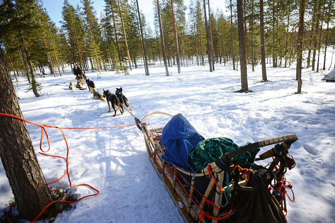 Wilderness husky sledding taiga tour with Bearhillhusky in Rovaniemi, Lapland, Finland