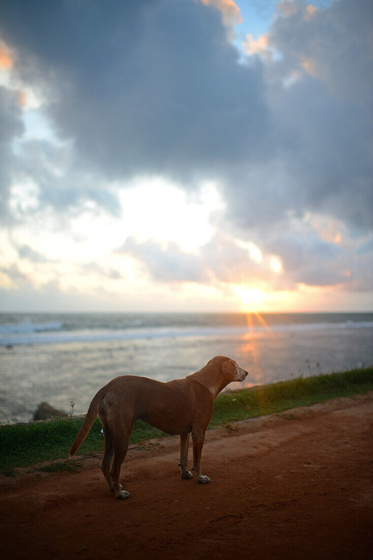 Straßenhund in Galle Fort, Sri Lanka