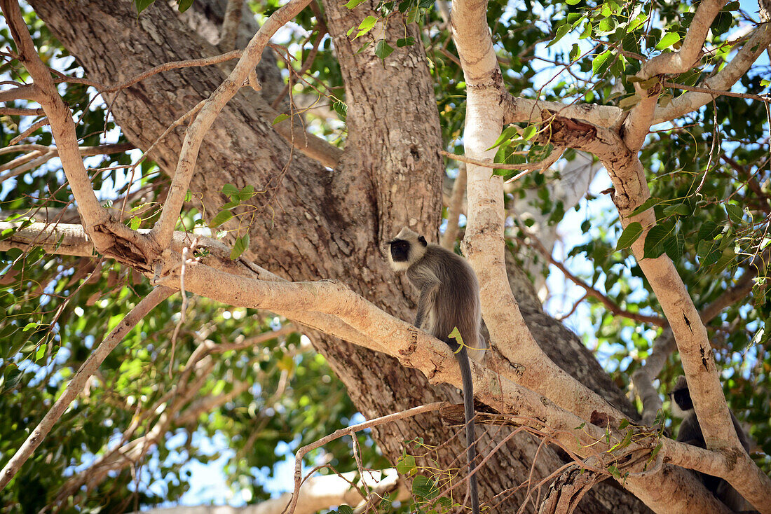 Hanuman-Langur (Semnopithecus entellus) auf einem Baum, Udawalawe-Nationalpark, an der Grenze der Provinzen Sabaragamuwa und Uva, in Sri Lanka
